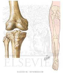 Maybe you would like to learn more about one of these? Anterior View Of Knee And Hip Knee Ankle Mechanical Axis