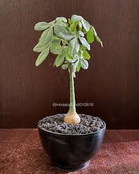 Image result for Adenia glauca