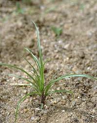 Image result for Cyperus amabilis