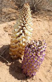 Image result for Cistanche tinctoria