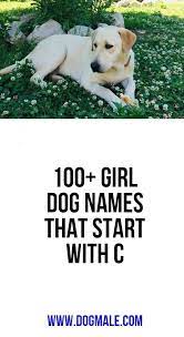 (ok, please don't name your dog gretch.) let your dog's unique physical characteristics guide your naming choice. 100 Girl Dog Names That Start With C Dog Names Girl Dog Names Girl And Dog