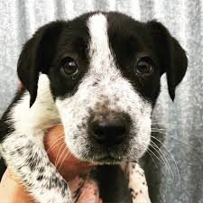Akc registered german shorthaired pointers.dewclaw dewermed tail cliped second shot.four males one female.white with patch.available now,ready to go … akc german shorthaired pointer puppies for sale. Purchase Border Collie German Shorthaired Pointer Mix Puppies Up To 72 Off