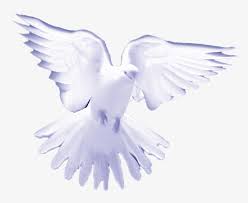 Here you can explore hq white doves flying transparent illustrations, icons and clipart with filter setting like size, type, color etc. Dove White Birds On Heaven Free Transparent Png Download Pngkey
