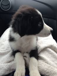 These dogs are currently being fostered by all border collie rescue volunteers and are ready for adoption by their forever families. Kobe My Border Collie Puppy Border Collie Puppies Dog Person Puppies