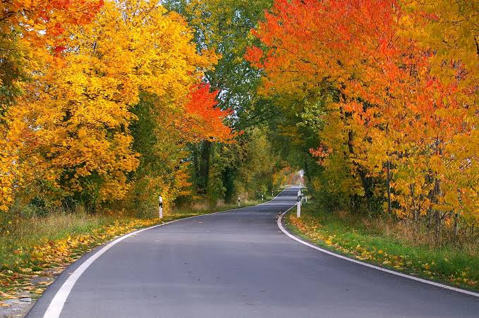 Image result for arbor trees autumn road rain
