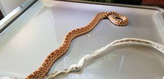 It is solid white with sharp blue eyes. Red Bullsnake
