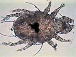 Image result for what do Cheyletiella look like in dog fur