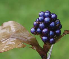 Image result for Pollia condensata