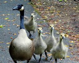 So the risky ones are no longer allowed to proceed. Controlling Conflicts With Resident Canada Geese In Maryland