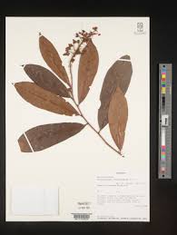 Image result for Acridocarpus chloropterus