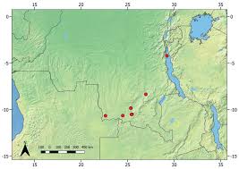 Image result for Hypolytrum goetghebeur