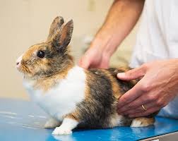 A vet may have the training to see birds but not reptiles; Exotic Mammals Care In Waxhaw Nc Rabbits Guinea Pigs And Hamsters Vet