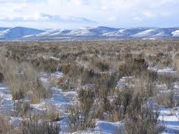 Content updated daily for grass grasses. Shrubs Grasses Planted Through Federal Program Crucial For Sage Grouse Survival In Eastern Washington Uw News