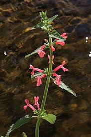 Image result for Stachys aculeolata