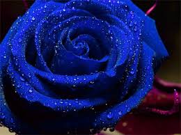 Pin On Beautiful Flowers