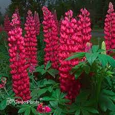 Red Lupine Zones 4 5 6 Zone 4 Perennials Flowers Perennials Perennials
