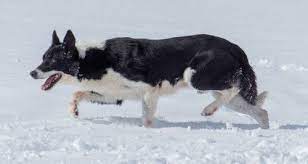 Own Son Of King For Sale 7 Year Old Abca Registered Male Border Collie For More Information Click On The Image Or See Dogs For Sale Cow Dogs Roping Saddles