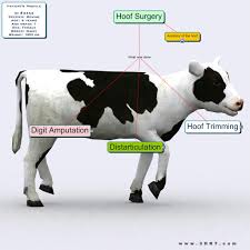 Image result for hoof disease chart for cow