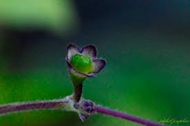 Image result for Rotheca luembensis