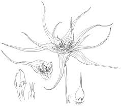 Image result for Camptorrhiza strumosa