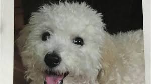 The first prayer asks for god's presence and healing to come, and the second prayer is for those whose dog has died, and is suitable for a pet memorial service, plaque or card. Found And Still Lost Dog Owners Experience Opposite Ends Of Reunion Spectrum