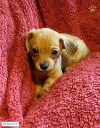 Check spelling or type a new query. Puppy Chiweenie Puppy For Sale In York Pa Chiweenie Chiweenie Dogs Puppies