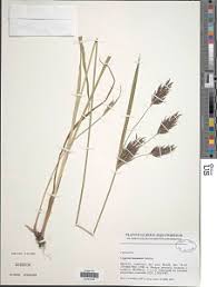 Image result for Cyperus aterrimus