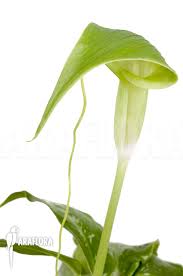 Its species are often called cobra lilies, particularly the. Araflora Exotic Flora Mehr Arisaema Filiforme Borneo