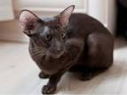 Oriental Shorthair Breeders - breedlist