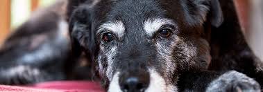 This can i give my dog tylenol guide is meant to raise awareness about the misconception that pain killers or drugs used by humans can be translated to animals. Can I Give Pain Meds To My Dog Hill S Pet