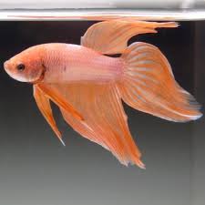 Live Betta Fish Male Metallic Pastel Peach Veiltail Betta Fish Betta Fish Pet