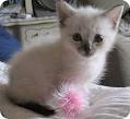 Siamese Cats For Adoption Near Me | The Cat Gallery