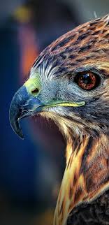 Epingle Par Zeki Taylan Sur Hayvancilik Beaux Oiseaux Photo Animaux Animaux