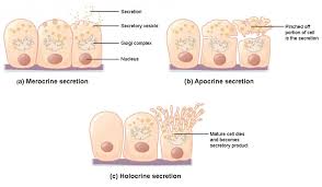 And they often occur in epithelial tissue. Epithelial Tissue Anatomy And Physiology I