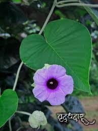 Image result for Celosia nervosa