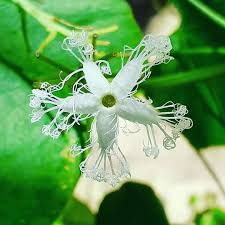 Increases attack for party members by 10%. Shihab Snake Gourd Flower Trichosanthes Cucumerina Is Facebook