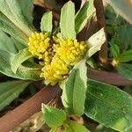 Image result for Flaveria trinervia