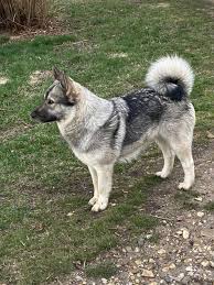 Image result for norwegian elkhound grey
