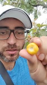 El nance, nancite, nanche, changunga 𝐵𝑦𝑟𝑠𝑜𝑛𝑖𝑚𝑎  𝑐𝑟𝑎𝑠𝑠𝑖𝑓𝑜𝑙𝑖𝑎 #frutos #frutas #fruta #frutales #plantas  Castellano: nanci, nance, indano, nanche, nance blanco, nancite, nancito,  chaparro, chaparro de ...