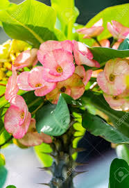 Free shipping on qualified orders. Pink Crown Of Thorns Euphorbia Milii In A Garden In Florida Stock Photo Picture And Royalty Free Image Image 127530148