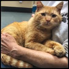 5 thoughts i had while streaming the 'loki' season finale Hobbes Animal Shelter Cat Help Animals
