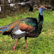 All news, headlines, photos and videos on turkey. Turkeys Were Once Worshipped Like Gods History