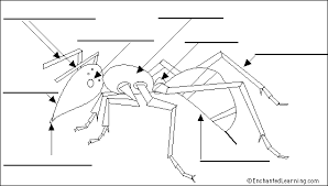 Ant Worksheet Insect Eyes Ants Insect Anatomy