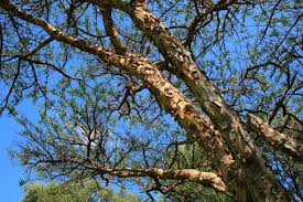 Image result for Acacia sieberiana