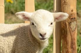 See more ideas about sheep, sheep art, sheep and lamb. 2 000 Free Lamb Sheep Images Pixabay