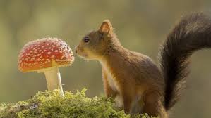 Auch zwischen november und februar können sie mit etwas glück und bei entsprechenden witterungsbedingungen pilze im wald sammeln. Wo Finde Ich Steinpilze Tipps Fur S Pilzesammeln I Wwf Blog