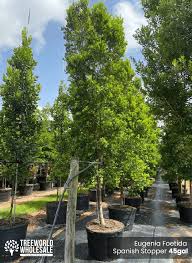 Image result for Eugenia natalitia