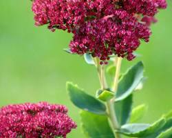 Sedum flowers, створено за допомогою ШІ