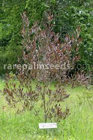 Image result for Dodonaea viscosa