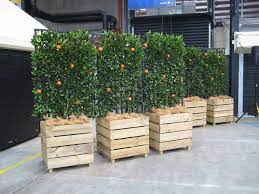 Check spelling or type a new query. Afghan Banquet Melbourne Food Wine Festival Botanical Events Espalier Fruit Trees Potted Trees Fruit Garden